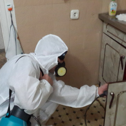 Дезинфекция от муравьев в квартире в Токсово